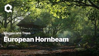 Megascans Trees: European Hornbeam