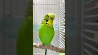 Happy budgie sounds  #budgielife #parakeet #shorts