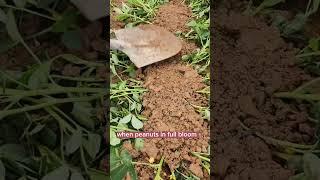 Techniques To Grow High Yield Peanuts #satisfying #shot