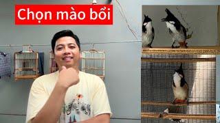 Cách chọn chào mào bổi chuẩn. Nên chọn bổi ở đâu hay, tố chất