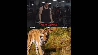 Peak Human and Soldier Vs Tiger | #peak #fitness #youtubeshorts #shorts