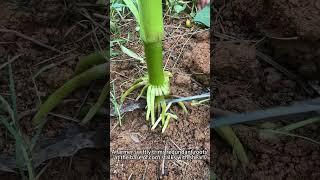 Efficient Corn Root Trimming Techniques｜Farming Hacks & Crop Care Tips