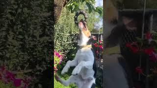 Foxterrier
