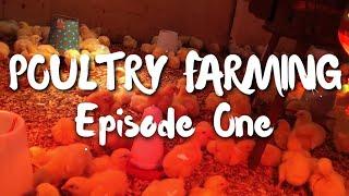 HOW TO START POULTRY FARMING