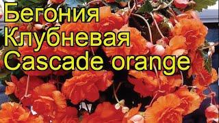 Бегония клубневая (Cascade orange). Краткий обзор, описание характеристик, где купить луковицы