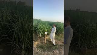 New Sowing Method and new different varieties of Sugarcane for getting 5 thousand mounds per acre