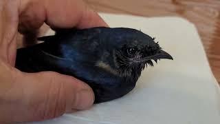 PURPLE MARTIN ADULT MALE IS RESCUED BY FRANK CATANZARO AND IS NOW DOING VERY WELL INSIDE MY HOME!!