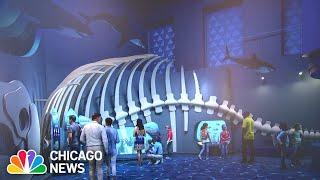 The Shedd Aquarium is getting a massive redesign. Here's what it will soon look like