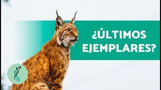 ¿El LINCE IBÉRICO está en PELIGRO de EXTINCIÓN? (Características, dónde vive, cópula y amenazas)