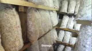 Mushroom Substrat production