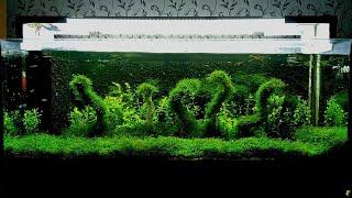 Необычный дизайн аквариума с использованием яванского мха/Not the usual aquarium design using javan