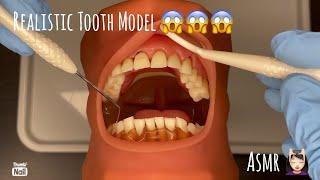 ASMR | Realistic Typodont Visit | Toothbrush, Flossing, Glove Sounds