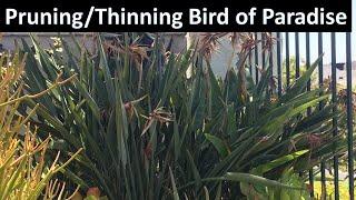 How to Prune or Thin Bird of Paradise (Strelitzia reginae), Coto de Caza