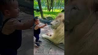 Boy Touches Lion’s Nose!  Mind-Blowing Zoo Moment | 134 Million Views! #Shorts