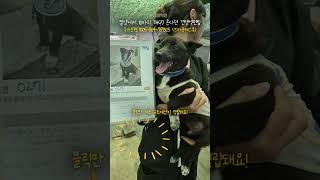 안락사 보호소에서 열마리만 해(?) 온다던 견생역전 팀원들...#유기견