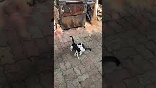 길고양이 빵떠기 동생 그루밍 해주기