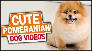 Cute Pomeranian Dog Videos Funny Compilation 2018