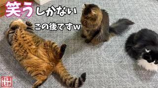信じられますか猫にこんな人間みたいな一面があるなんてw