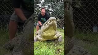 Le mangeur d’homme  #animal #animaux #animals #sauvage #zoo #funny #memes