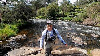 Catching Wild Brown Trout on the Yarra River!