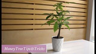 Money Tree Care: Tips & Tricks