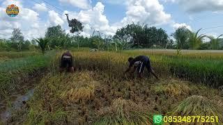 PANEN PERDANA‼️PAK SUDIWANI PETANI RANTAU ASAL BATU TRANSMIGRASI SEPUNGGUR