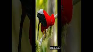 birds #nature #birds  #unique #knowledge #video #facts