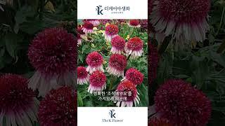 ‍‍‍겹 에키네시아 7종‍‍‍ 여름정원의 필수식물! 구하기도 어려운 겹에키네시아! 더케이야생화와 함께 하세요~