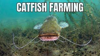 Catfish Farming For Beginners - Farm with Catfish