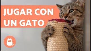 Cómo jugar con un gato  | Suara Foundation