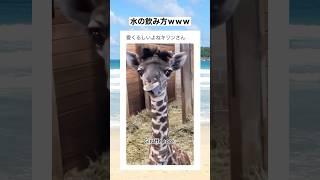 コアラがキリン操縦してるとこ草　#shorts #動物 #animals