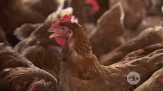 Doble propósito: Gallinas ponedoras y pollos de engorde