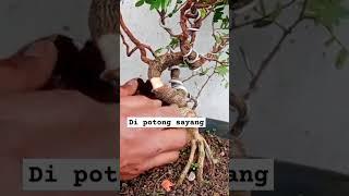 BONSAI ASAM JAWA CANGKOK|INSPIRASI BONSAI