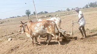 bulls pulling field-ploughing the field with bull-ox pulling field-bulls farming in india-bulls