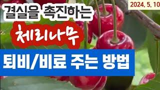 체리나무 - 퇴비/비료주는 시기와 방법 체리결실을 빨리, 많이!! 