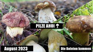 Traumhafte Pilze in Schleswig-Holstein