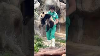 每次見奶爸奶媽抱住寶寶 畫面份外充滿愛🩷手抱熊 ：家姐（加加 JIA JIA )#大熊貓 #熊貓 #家姐 #香港大熊貓 #eldersister #jiajia #panda #giantpanda