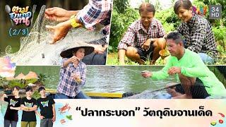 "ปลากระบอก" วัตถุดิบจานเด็ด  | ตามอำเภอจาน | 4 พ.ย.60 (2/3)