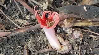 Anemone Fungus, Aseroe rubra