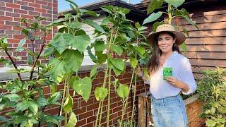 Growing Peas In Containers Using Sunflowers As A Trellis! 🫛