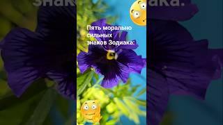 Пять морально сильных знаков Зодиака  / 7992 / Гороскоп Астрология Эзотерика  Знаки