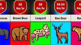 Comparison: Animal Speed