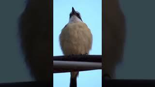 kiskadee