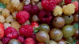 Les 5 fruits rouges du jour, importance du choix des variétés et du port