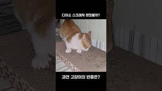 광고 아니구요. 다이소 스크래쳐 과연 효과 있을까? 고양이의 반응은?