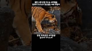 "이정도로 힘들 줄은…" 어미 호랑이의 놀라운 모성애