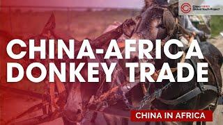 The Far-Reaching Consequences of China's Demand for African Donkeys