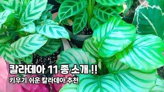 칼라데아 11 종 소개 !! 식물 초보자가 키우기 쉬운 칼라데아 추천