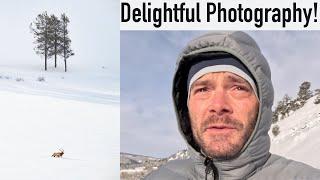 Cold (but delightful!) winter wildlife photography In Wyoming with three bull elk and Nikon Z8 & Z9