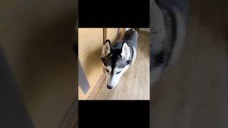 犬と猫を呼んでみたらこうなった...#shots
